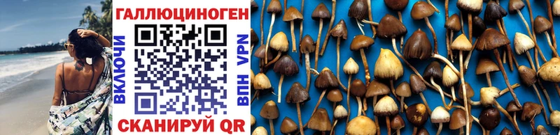 Галлюциногенные грибы Psilocybine cubensis  Купить закладки  Мценск 